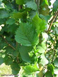 Die Berg-Ulme, Ulmus glabra Die Berg-Ulme, Ulmus glabra