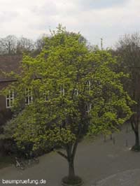 Der Spitz-Ahorn, Acer platanoides Der Spitz-Ahorn, Acer platanoides