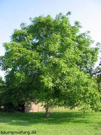 Die Walnuss, Juglans regia Die Walnuss, Juglans regia