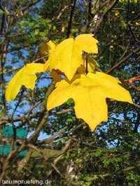 Herbstfärbung