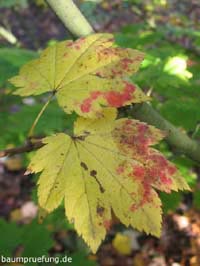 Herbstfärbung (Beginn)