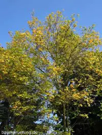Jungbaum im Herbst