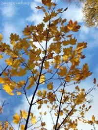 Herbstfärbung