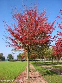 Habitus im Herbst