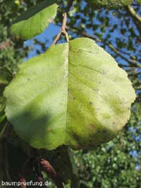 Blatt im Herbst