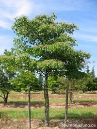 Jungbaum