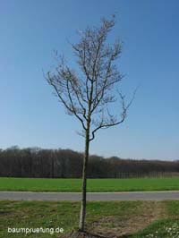 Jungbaum