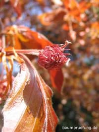 Blüte, weiblich