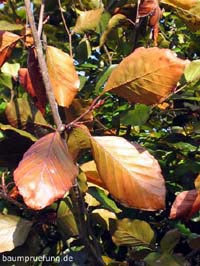 Herbstfärbung