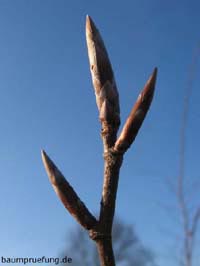 Knospen