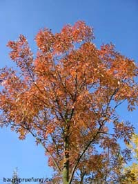 Kronenaufbaum im Herbst