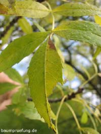 Herbstfärbung