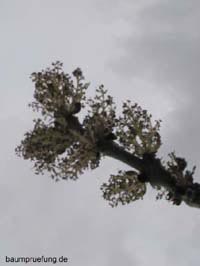 Blüte