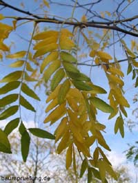 Herbstfärbung