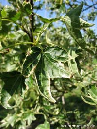 panaschiertes Blatt