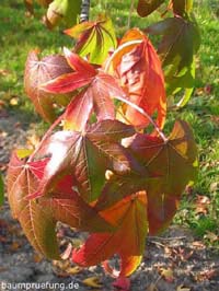 Herbstfärbung