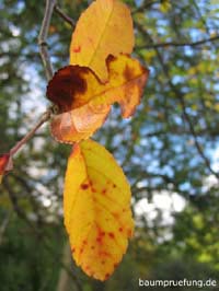 Herbstfärbung