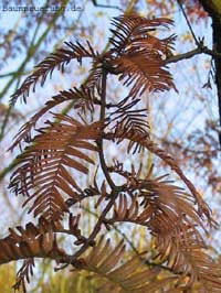 Nadeln im Herbst