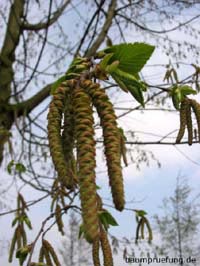 männliche Blüten