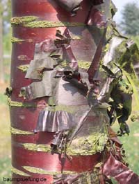 auffällige Rinde