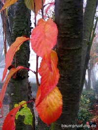 Herbstfärbung