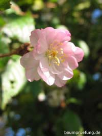 Herbstblüte