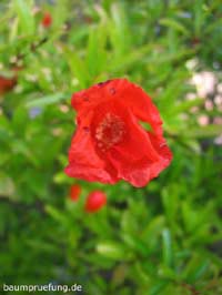 Blüte