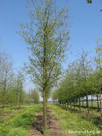 Jungbaum