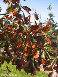 Herbstfärbung