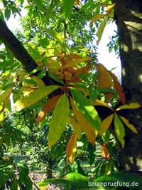 Herbstfärbung