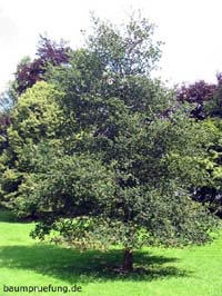 Stammbusch