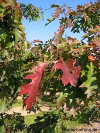 Herbstfärbung