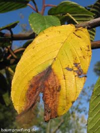 Herbstfärbung