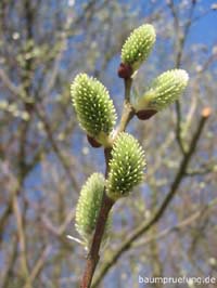 Blüten, weiblich