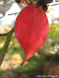 Herbstfärbung