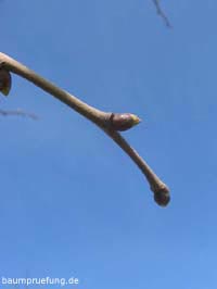 Knospen