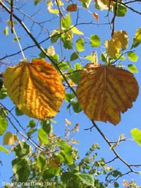 Herbstfärbung