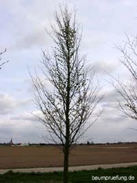 Jungbaum