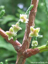 Blüten, weiblich