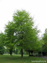 Die Rot-Buche, Fagus sylvatica