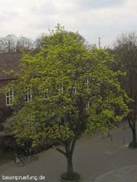Der Spitz-Ahorn, Acer platanoides