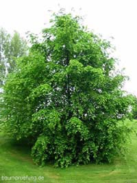 Die Hainbuche, Carpinus betulus