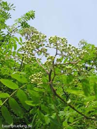 Die Eberesche, Sorbus aucuparia