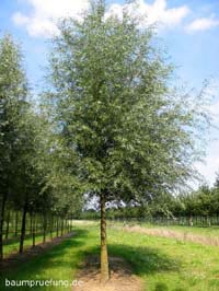 Die Stiel-Eiche, Quercus robur