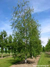 Die Sand-Birke, Betula pendula