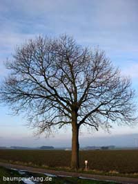 Die Esche, Fraxinus excelsior