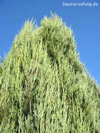 Der Wacholder, Juniperus communis