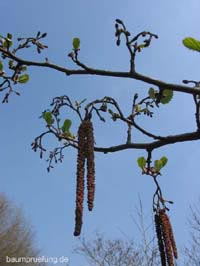 Die Schwarz-Erle, Alnus glutinosa