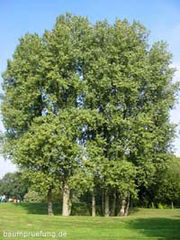 Die Schwarz-Pappel, Populus nigra