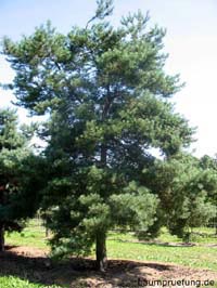 Die Wald-Kiefer, Pinus sylvestris